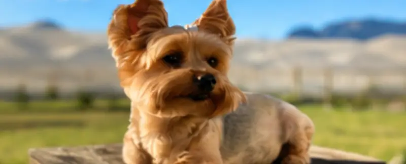 5 of the Best Dog Breeds for People with Allergies and Anxiety